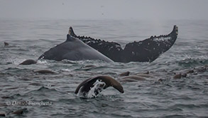 Humpback Whales and Sea Lions, photo by Daniel Bianchetta