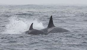 Killer Whales (Orcas) photo by daniel bianchetta